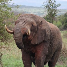 Wildlife of Akagera